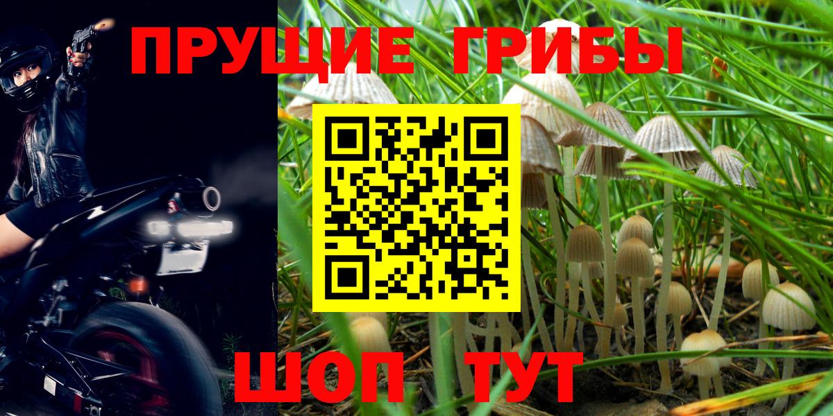 Нижний Новгород  Галлюциногенные грибы Cubensis  Вход с VPN 